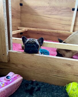 TOP francouzský buldoček s PP FCI - 5