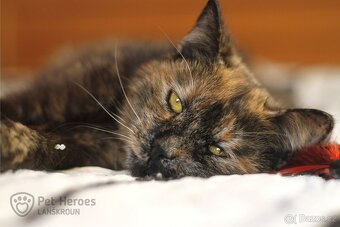 Fiona ❤ kočičí princeznička ❤ - 5