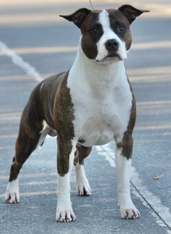 Americký stafordširský terier - 5