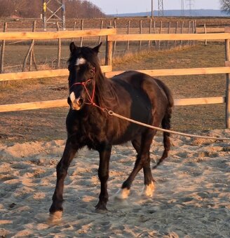 Welsh pony D valach 3roky - 5