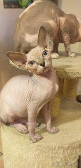 Sphynx holčička - 5