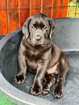 IHNED K ODBĚRU Labradorský Retriever s PP - 5