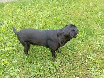 Labrador retrívr s PP - krytí - 5