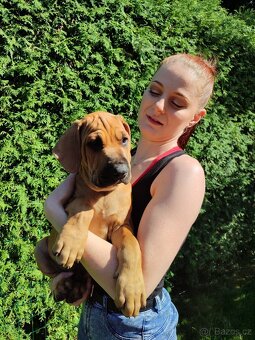 TOSA INU______zlatá štěňátka s PP - 5