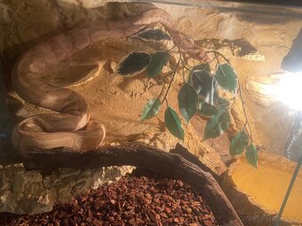 Krajta královská - 5