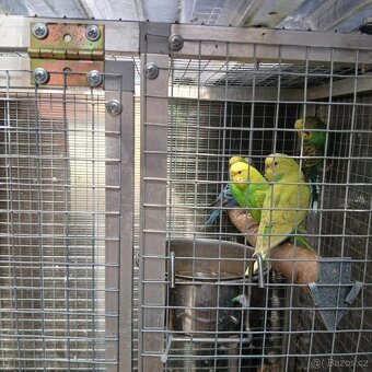 Andulka vlnkovaná - 5