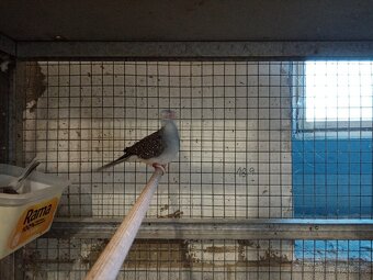 Holoubek diamantový 1.0 - 5