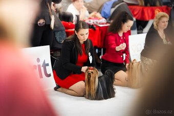 Yorkšírský teriér s PP FCI, krycí pes, BRNO - 5