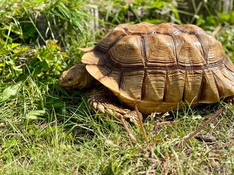 ‼️ Želva ostruhatá (Centrochelys sulcata) ‼️ - 5