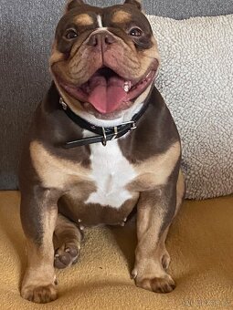 American bully pocket (mini) - 5