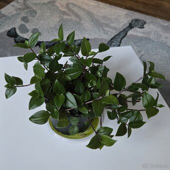 Tradescantia fluminensis,  velký trs - 5