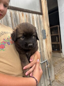 Leonberger x kavkazský pastevecký pes - 5