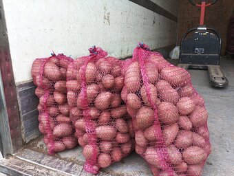 Brambory na uskladnění - 5