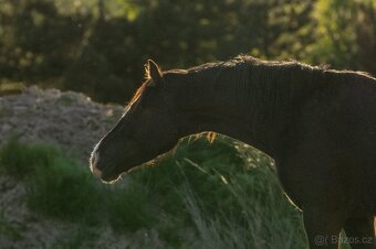 Valach Welsh Cob 3,5 roku - 5