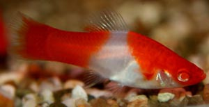 Aktuální nabídka akvarijních rybek,šneků,krevet - 5