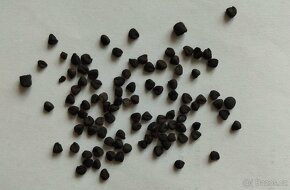 Suchokvět roční - Xerantheum annuum 200 semen 50 Kč - 5
