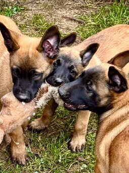 BELGICKÝ OVČÁK MALINOIS - 5