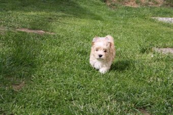 Yorkshire Terrier Golddust - 5