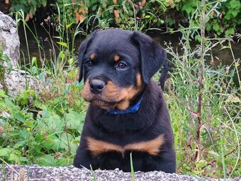 Šteniatka Rottweilera, Rottweiler, Rotvajler,Rottweiler s PP - 5