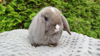 Zakrslý beránek, králíček, králík - ŇUFÍK - 5