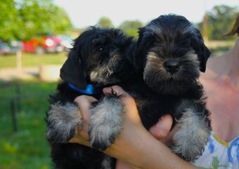 Knírač malý černostříbřitý s PP - 5