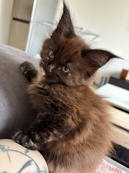 Mainska mývalí - 5