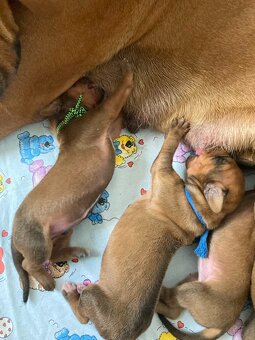 Prodám štěňátka Rhodeských ridgebacků s PP - 5