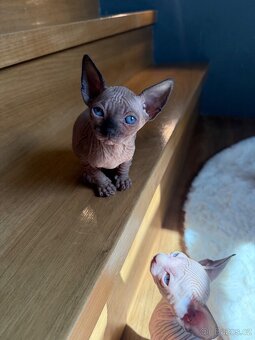 Kanadský sphynx kocourci - 5