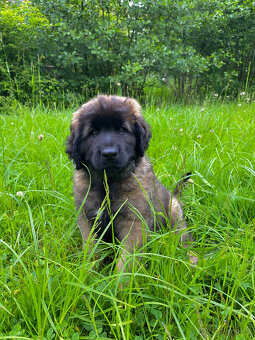 Leonberger - štěně s PP fenečka Christie - 5
