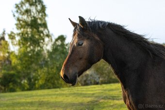 Welsh Cob klisna - 6 let - 5