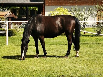 Chovná kobylka Sliezsky teplokrvník - 5