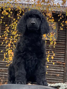 Pudl královský - 5