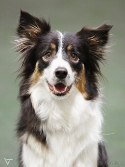 Štěňátka border kolie s PP - 5