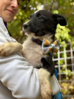 DIANKA - štěně, fenečka 3-4 měsíce - 5