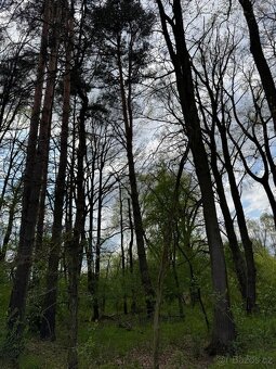 Prodám pozemky v k. ú. Holičky u Staré Hlíny - 5