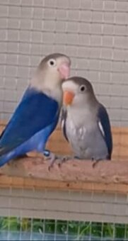 Agapornis Fisher - 5