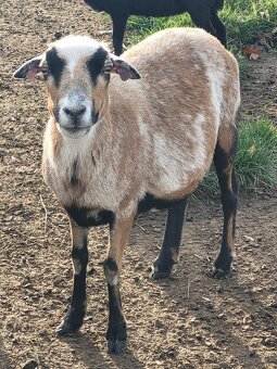 Kamerunská ovce - beránek - 5