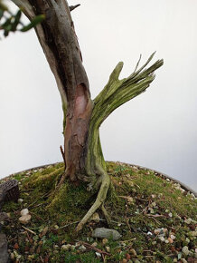 Tis červený bonsai - 5