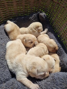 Labradorský retriever - 5