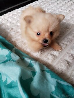 Pomeranian mini Boo - 5
