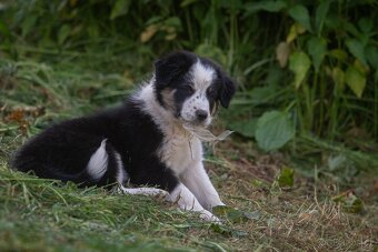 Border kolie - 5