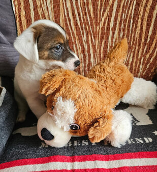 Prodám štěně (pejska) Jack Russell teriéra s PP - 5