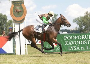 sedmiletá  klisna - 5