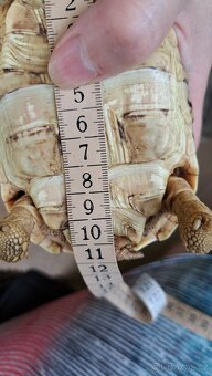 Zelva pardali 2022 - 5