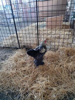 Brahmanka velká - kohout - 5