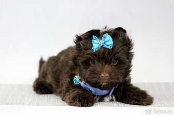 jorkšírský terrier s PP - 5