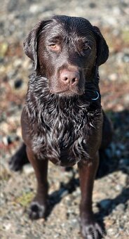 Krytí labradorem - 5