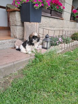 Shih-tzu,sicu,shi-tzu - 5