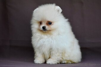 Pomeranian - 5