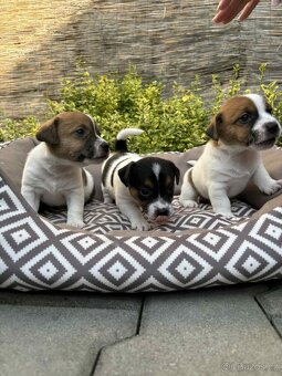 Jack Russell teriéra - 5